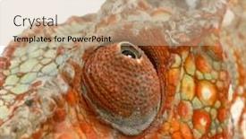  Presentation with navratri festival front page pdf - PPT layouts having chameleon-furcifer-pardalis-in-front background and a coral colored foreground