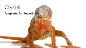  Presentation with white - Cool new presentation design with chameleon-furcifer-pardalis-in-front backdrop and a white colored foreground