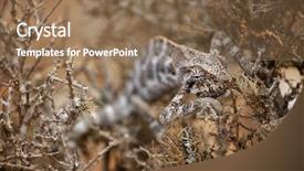  Presentation with lilac bush wood - Amazing slides having chameleon hiding in bush - socotra backdrop and a coral colored foreground
