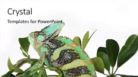  Presentation with white holstein friesian dairy cow - Beautiful PPT theme featuring chameleon isolated on white background backdrop and a  colored foreground