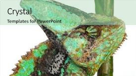 Presentation with background - PPT theme with chameleon isolated on white background background and a  colored foreground