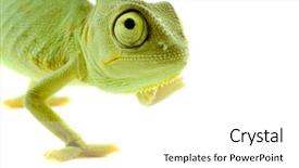  Presentation with isolation - Audience pleasing PPT layouts consisting of chameleon isolation on white backdrop and a white colored foreground