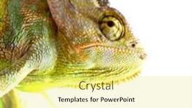  Presentation with isolation - Slide set consisting of chameleon-isolation-on-white background and a yellow colored foreground