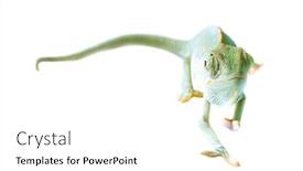  Presentation with isolation - Presentation with chameleon-isolation-on-white background and a white colored foreground