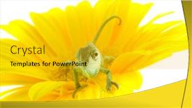  Presentation with isolation - Cool new theme with chameleon isolation on white backdrop and a gold colored foreground