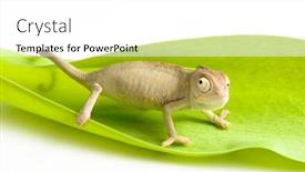  Presentation with isolation - Colorful slide deck enhanced with chameleon-isolation-on-white backdrop and a white colored foreground