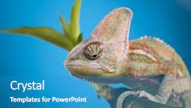  Presentation with mirror - Slide set consisting of chameleon-lizard-isolated-on-blue background and a teal colored foreground