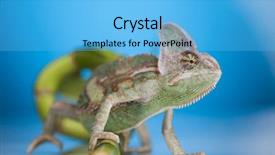  Presentation with blue water splash isolated - Cool new PPT layouts with chameleon lizard isolated on blue backdrop and a light blue colored foreground