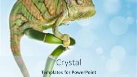  Presentation with bamboo - Theme having chameleon-on-a-bamboo background and a cool aqua colored foreground
