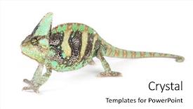  Presentation with background - Presentation having chameleon on a white background background and a  colored foreground