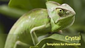  Presentation with stevia leaf - Amazing PPT theme having chameleon on the leaf backdrop and a tawny brown colored foreground