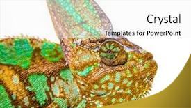  Presentation with photo - PPT theme having chameleon photo close-up isolated background and a white colored foreground