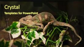  Presentation with branch - Beautiful presentation design featuring chameleon sits on a branch backdrop and a wine colored foreground