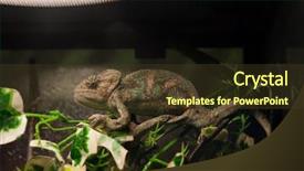  Presentation with branch - Presentation theme with chameleon sits on a branch background and a tawny brown colored foreground