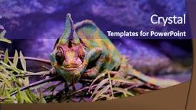  Presentation with branch - Beautiful slide set featuring chameleon sitting on branch backdrop and a navy blue colored foreground