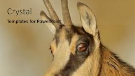  Presentation with volcanic natural disaster erupted - Slides featuring hunting wild goat - chamois in natural habitat rupicapra background and a coral colored foreground