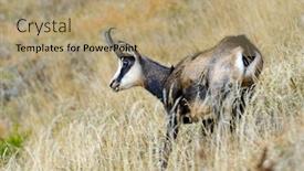  Presentation with natural - Slide set featuring chamois-rupicapra-rupicapra-in-natural background and a coral colored foreground