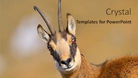  Presentation with natural - Colorful slide set enhanced with chamois-rupicapra-rupicapra-in-natural backdrop and a coral colored foreground