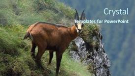  Presentation with natural - Presentation theme featuring chamois-rupicapra-rupicapra-in-natural background and a  colored foreground