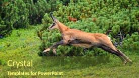  Presentation with natural - Slides enhanced with chamois rupicapra rupicapra in natural habitat background and a tawny brown colored foreground