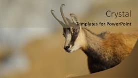  Presentation with romania - Amazing PPT theme having chamois-rupicapra-rupicapra-piatra-craiului backdrop and a coral colored foreground