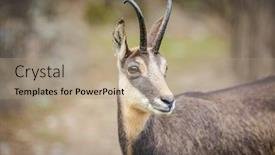  Presentation with natural - PPT theme having chamois-rupicapra-rupicapra-within background and a coral colored foreground