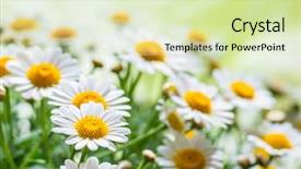  Presentation with beauty - Colorful presentation theme enhanced with chamomile - beauty wild daisies close-up backdrop and a soft green colored foreground