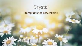  Presentation with chamomile - Audience pleasing slides consisting of chamomile-daisy-flower-in-nature backdrop and a soft green colored foreground