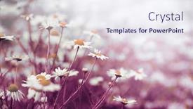  Presentation with chamomile - Beautiful PPT theme featuring chamomile-daisy-flower-in-nature backdrop and a sky blue colored foreground