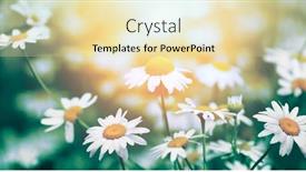  Presentation with chamomile - Presentation design featuring chamomile-daisy-flower-in-nature background and a lemonade colored foreground