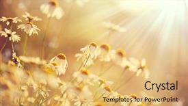  Presentation with flowers border - Cool new PPT theme with chamomile field flowers border beautiful backdrop and a yellow colored foreground
