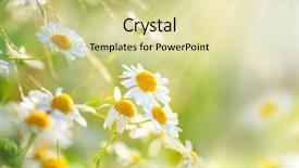  Presentation with flowers border - Theme featuring chamomile field flowers border beautiful background and a blonde colored foreground