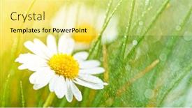  Presentation with water drops - Amazing PPT layouts having chamomile-flower-bellis-perennis backdrop and a blonde colored foreground