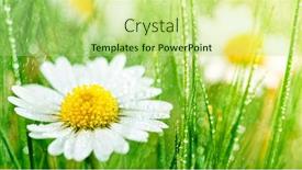  Presentation with water drops - Slide deck consisting of chamomile-flower-bellis-perennis background and a mint green colored foreground