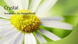  Presentation with chamomile - Audience pleasing presentation consisting of chamomile-flower-closeup-macro-shot backdrop and a blonde colored foreground