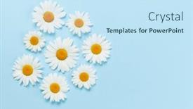  Presentation with blue flower - PPT theme with chamomile-flower-heads-on-blue background and a sky blue colored foreground