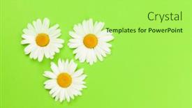  Presentation with chamomile - Presentation theme enhanced with chamomile-flower-heads-on-green background and a mint green colored foreground
