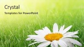  Presentation with chamomile - Beautiful presentation theme featuring chamomile flower in grass backdrop and a blonde colored foreground
