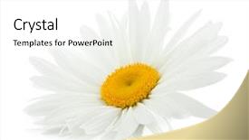  Presentation with chamomile - Beautiful theme featuring chamomile flower isolated on white backdrop and a white colored foreground