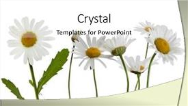  Presentation with white lotus flower - Presentation theme enhanced with chamomile flower isolated on white background and a white colored foreground