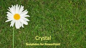  Presentation with chamomile - PPT layouts having chamomile flower over green grass with copy space background and a tawny brown colored foreground