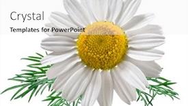  Presentation with chamomile - PPT theme featuring chamomile-flower-with-chamomile-leaves background and a white colored foreground