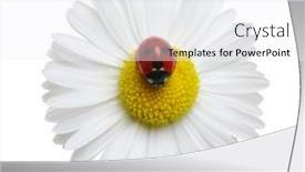  Presentation with ladybug - PPT layouts featuring chamomile-flower-with-ladybug-isolated background and a  colored foreground
