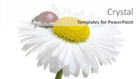  Presentation with ladybug - PPT theme consisting of chamomile-flower-with-ladybug-isolated background and a white colored foreground