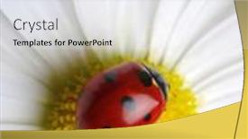  Presentation with chamomile - Presentation enhanced with chamomile-flower-with-ladybug-isolated background and a sky blue colored foreground
