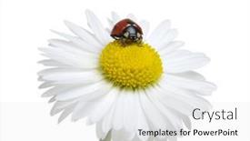  Presentation with ladybug - PPT theme consisting of chamomile-flower-with-ladybug-isolated background and a white colored foreground