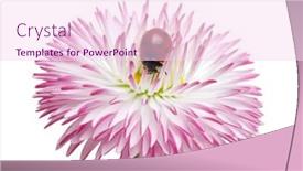  Presentation with chamomile - Presentation theme consisting of chamomile-flower-with-ladybug-isolated background and a pink colored foreground