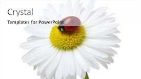  Presentation with chamomile - PPT theme consisting of chamomile-flower-with-ladybug-isolated background and a white colored foreground