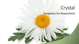  Presentation with chamomile - Colorful PPT theme enhanced with chamomile flower with leaves isolated backdrop and a white colored foreground