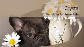  Presentation with chamomile - Slide set consisting of chamomile flowers and french bulldog background and a coral colored foreground